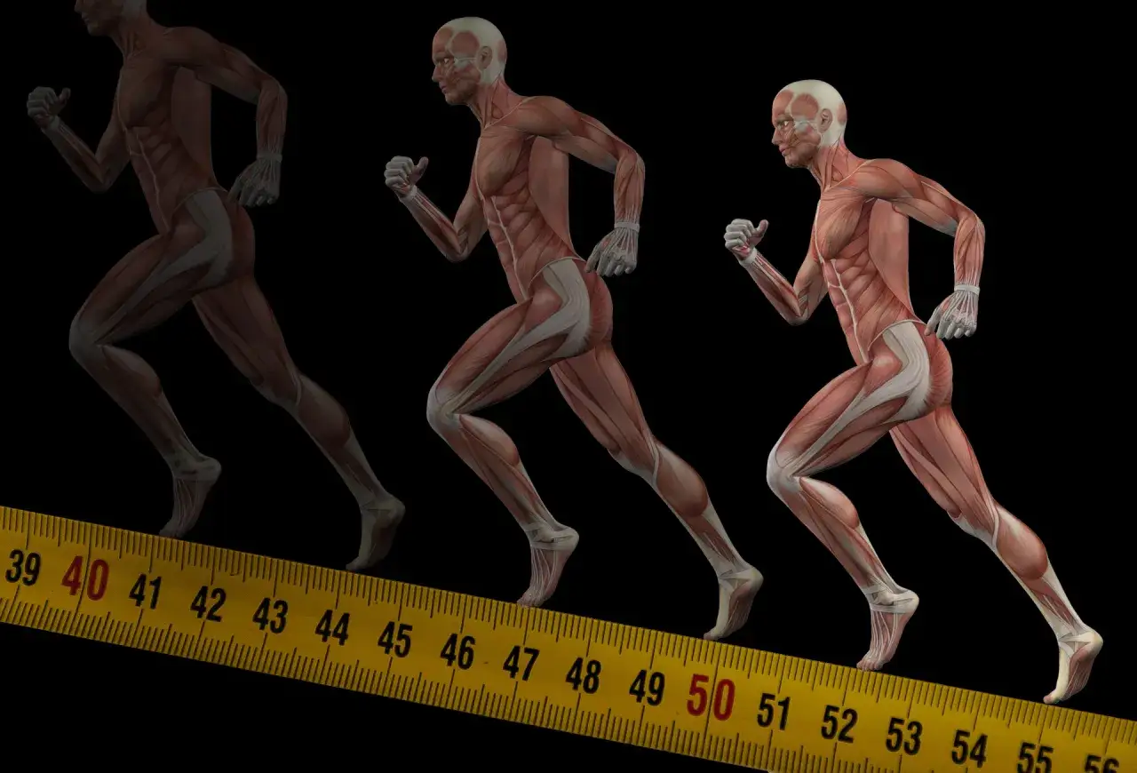 Anatomia mięśni zaangażowanych w bieganie diagram