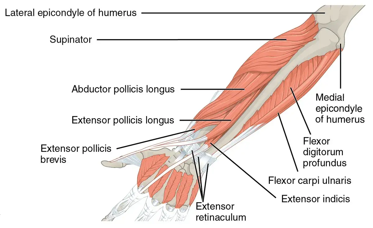 anatomia mięśni przedramion